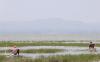 Eine Panorama-Ansicht des Ufers vom Hawassa-See.
